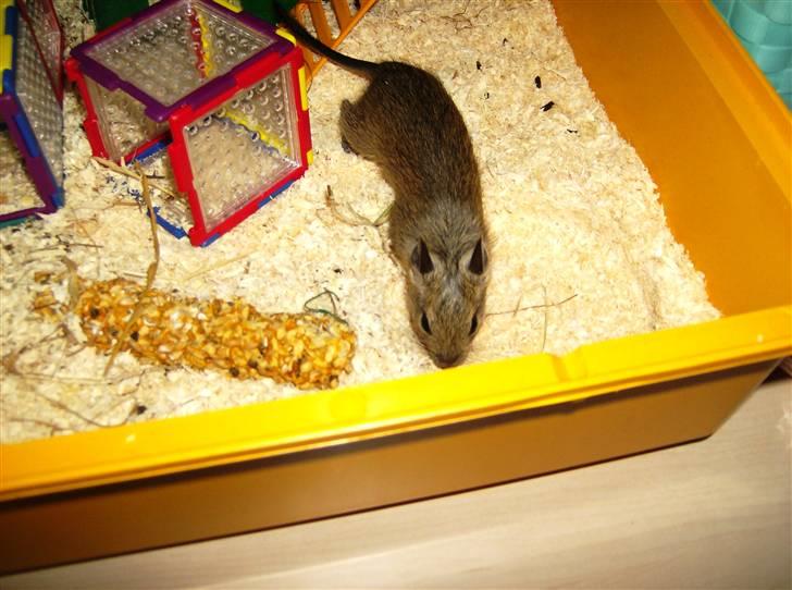 Degu Ditte billede 8