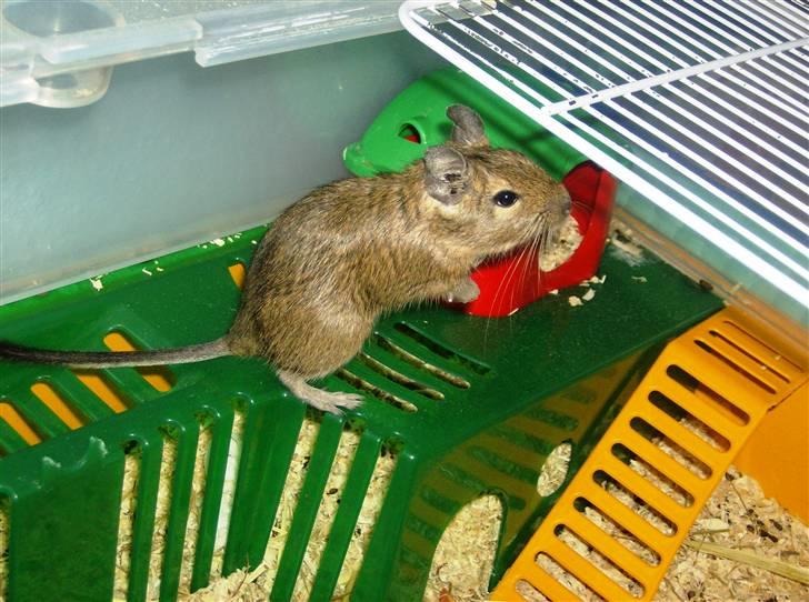 Degu Snuske den anden billede 1