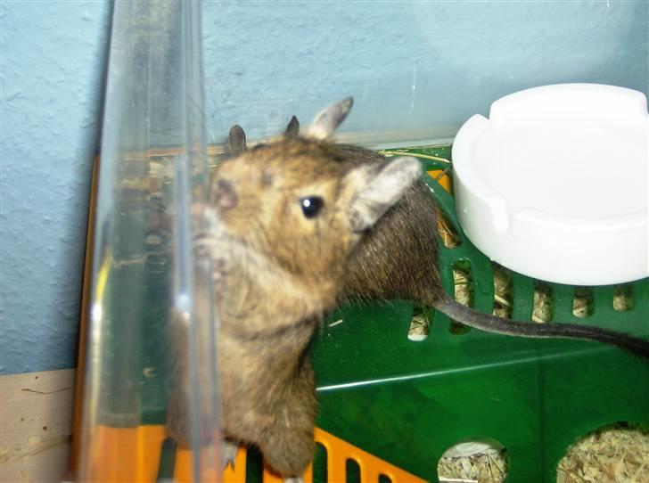 Degu Snuske den anden billede 2