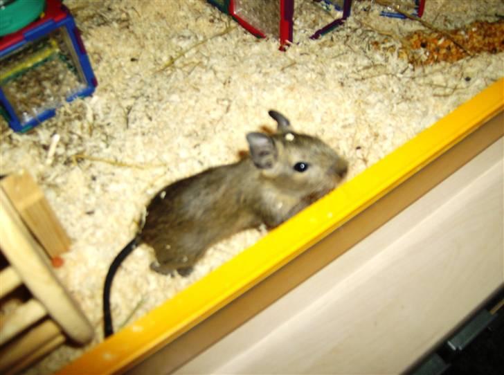 Degu Snuske den anden billede 3