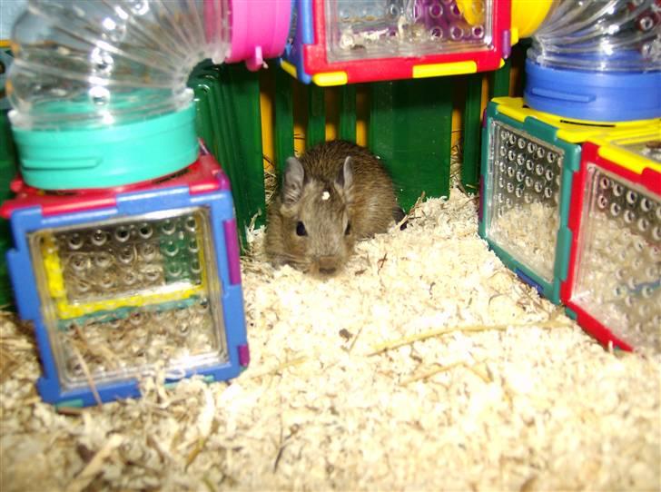 Degu Snuske den anden billede 4