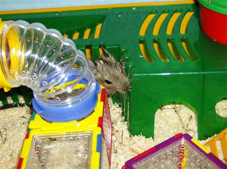 Degu Snuske den anden billede 5