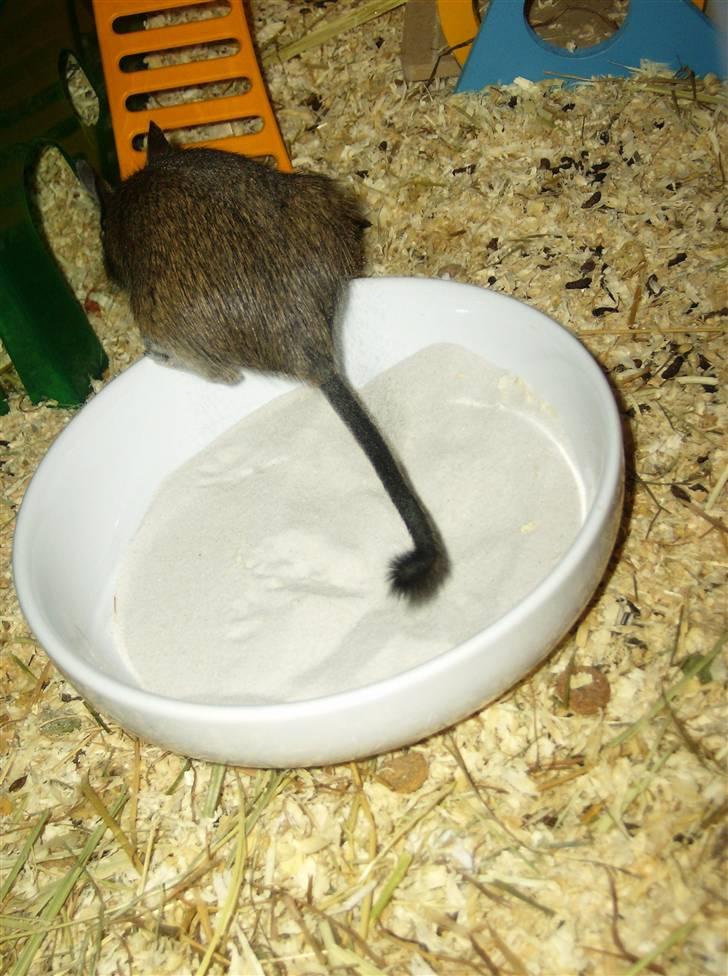 Degu Snuske den anden billede 6