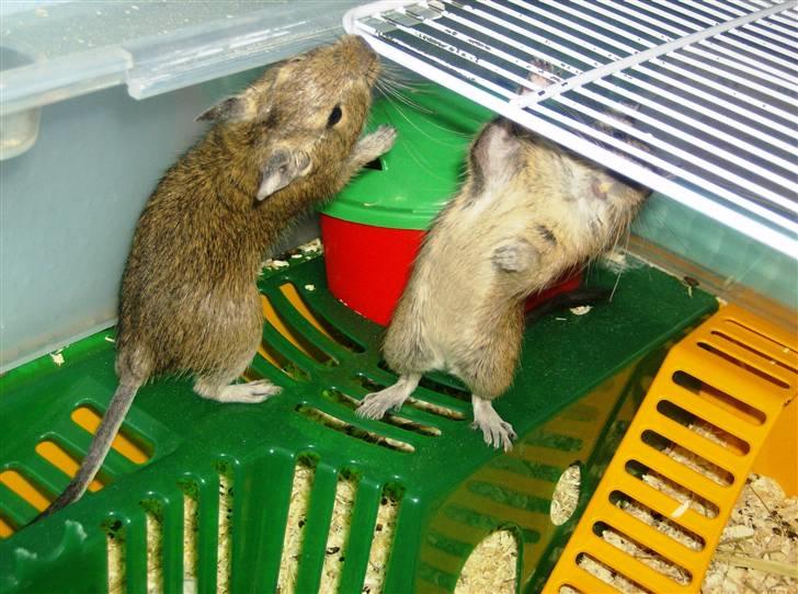 Degu Snuske den anden billede 7