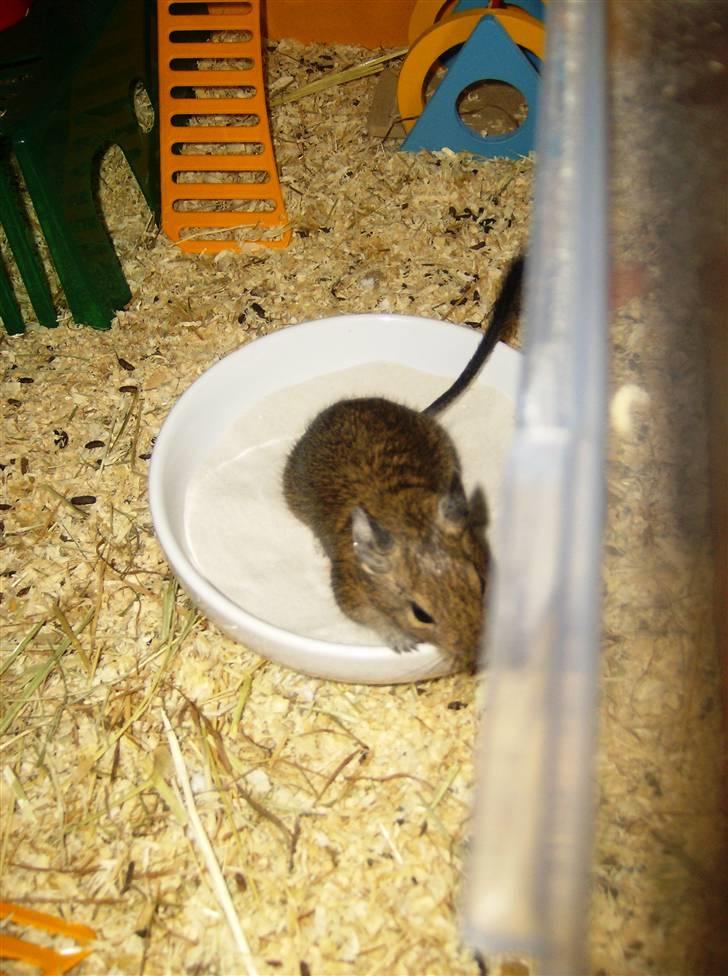 Degu Snuske den anden billede 8