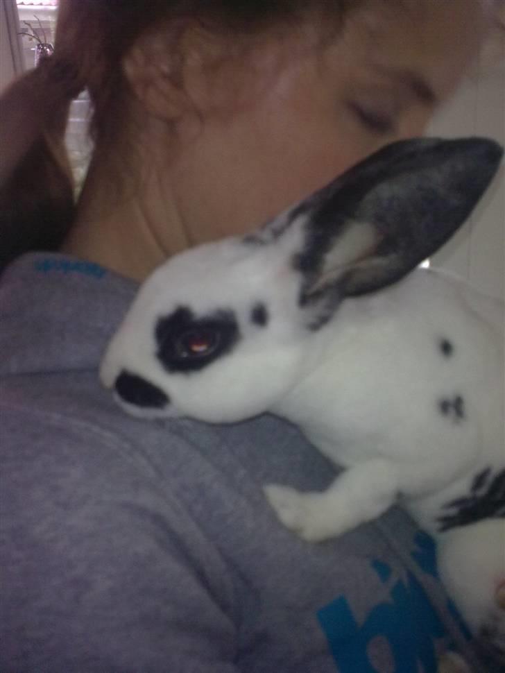 Kanin Ninkos (rex) - Dejlighed. billede 9