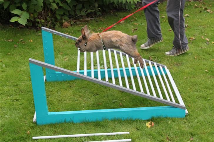 Kanin Nuggi billede 2