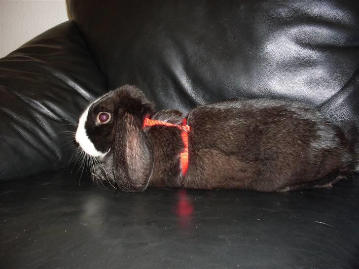 Kanin nimmer bodil billede 6