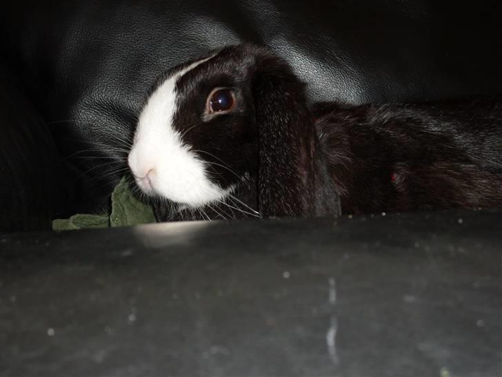 Kanin nimmer bodil billede 7