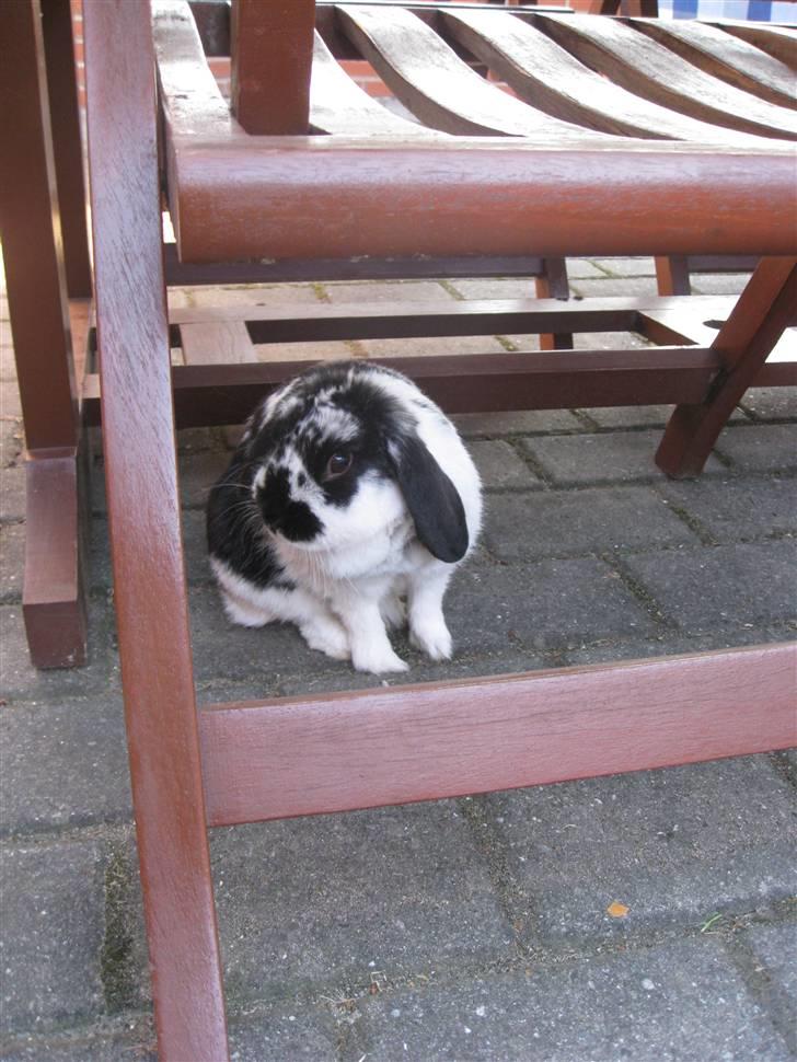 Kanin minni - velkommen  billede 1