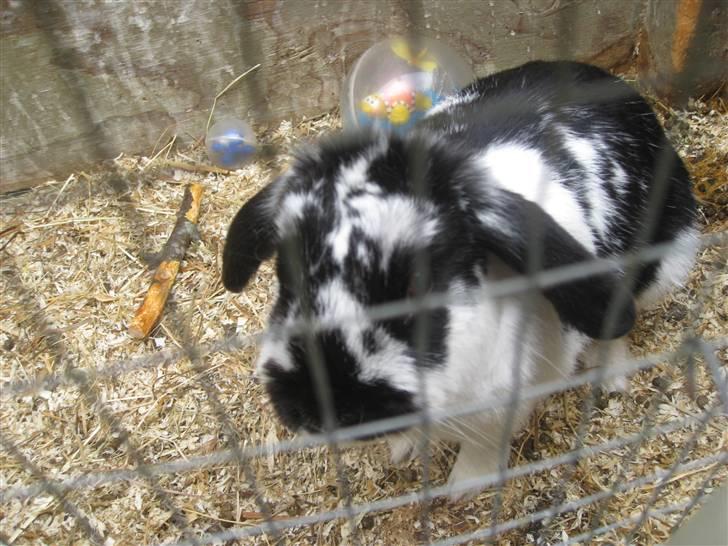 Kanin minni - nu er det hygge tid billede 3