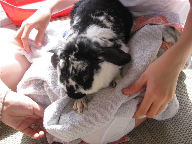 Kanin minni - hun er lige blevet vasket billede 4