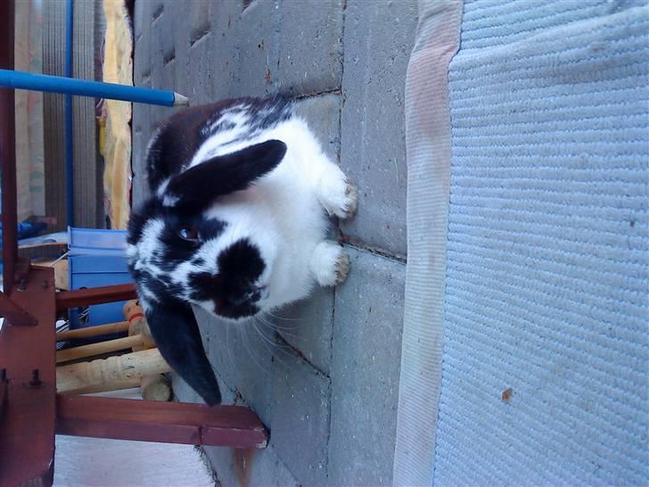 Kanin minni - slapper af billede 5