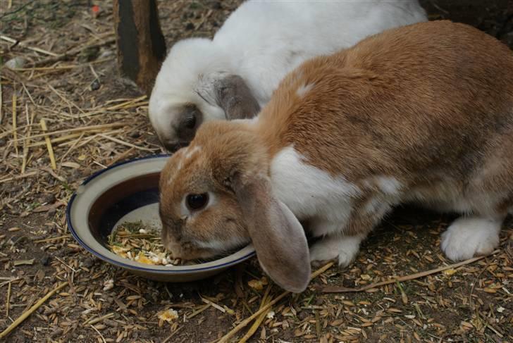 Kanin | Ziggy's Ronja R.I.P. - Ronja og Sofus spiser. billede 6