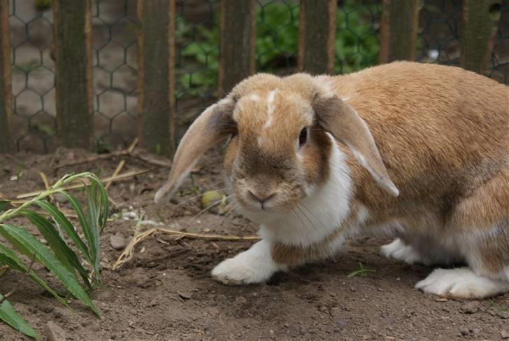 Kanin | Ziggy's Ronja R.I.P. billede 7