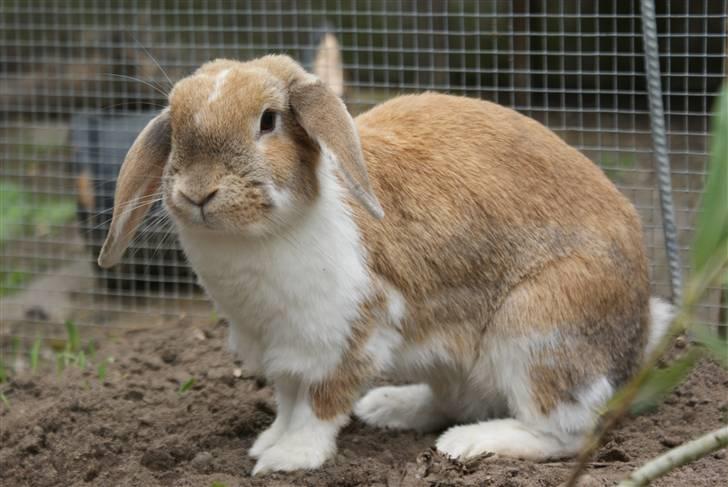 Kanin | Ziggy's Ronja R.I.P. - Poserer for fotografen ;) billede 8