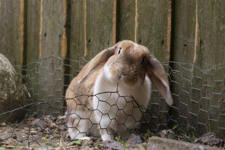 Kanin | Ziggy's Ronja R.I.P. - "Den skal lige afmærkes, den her!" billede 9