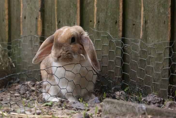 Kanin | Ziggy's Ronja R.I.P. billede 10