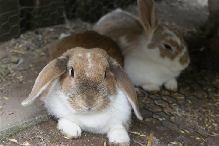 Kanin | Ziggy's Ronja R.I.P. - Ronja og Liv hygger :) billede 11