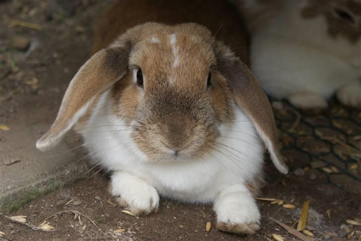 Kanin | Ziggy's Ronja R.I.P. - Smukke Ronja :) billede 12