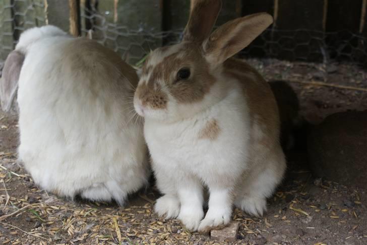 Kanin | † Ziggy's Liv R.I.P. - Sofus og Liv. billede 8