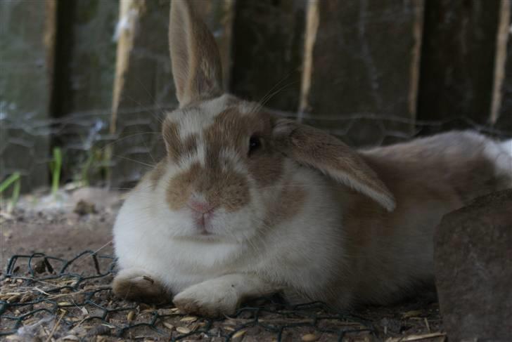 Kanin | † Ziggy's Liv R.I.P. - Rart med en lille lur.. billede 9