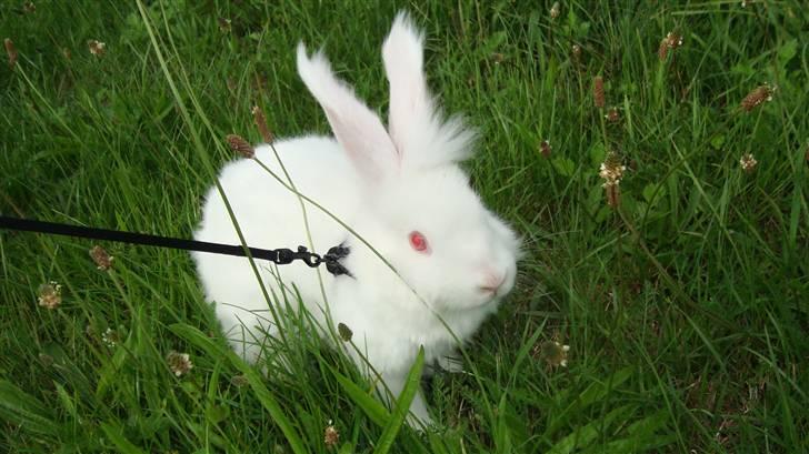 Kanin  angora kanin - Sneboldt  solgt billede 7