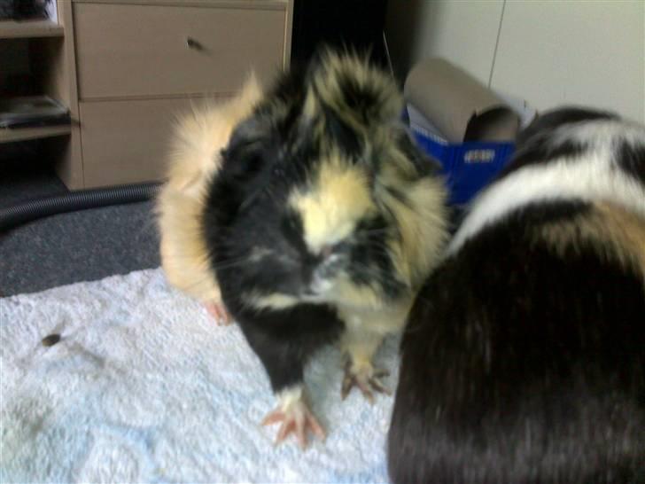 Marsvin Trolderik billede 8