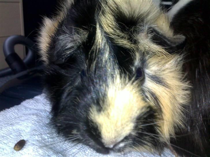 Marsvin Trolderik billede 9