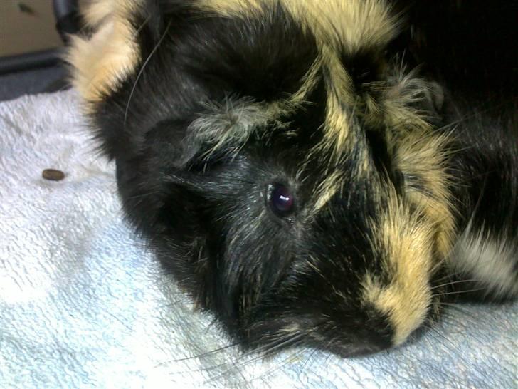 Marsvin Trolderik billede 11