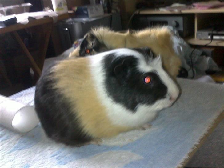 Marsvin Charlie billede 12