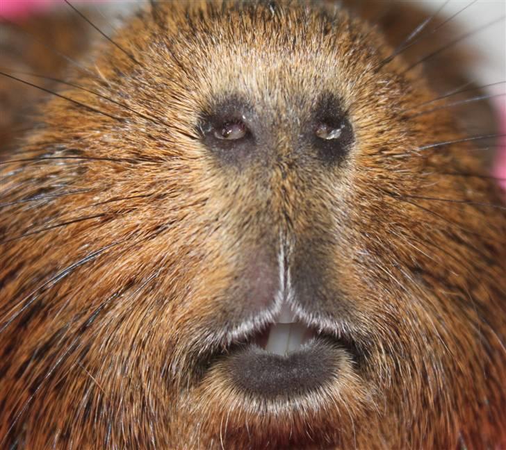 Marsvin Snusen Junior † R.I.P.† - Snusen´s fortænder =O). billede 12