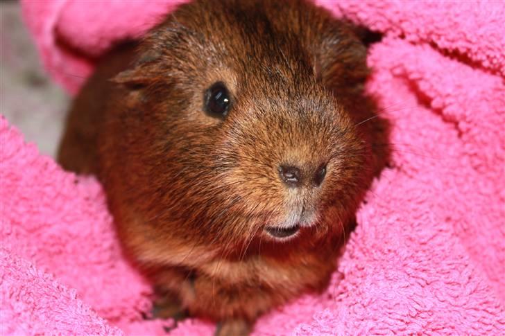 Marsvin Snusen Junior † R.I.P.† - Den lyserøde farve er god til Snusen ;O). billede 13