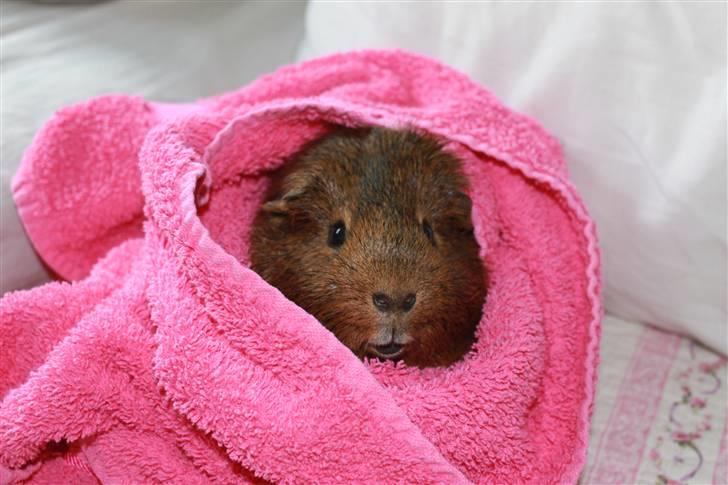 Marsvin Snusen Junior † R.I.P.† - Godt paket ind i et lyserødt håndklæde.  billede 14