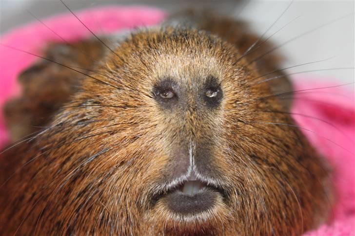 Marsvin Snusen Junior † R.I.P.† - Her er det redskab Snusen bruger oftest =P. billede 15