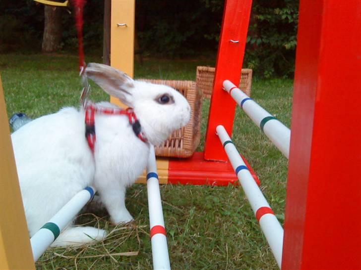 Kanin bounty<3 R.I.P:'( billede 1