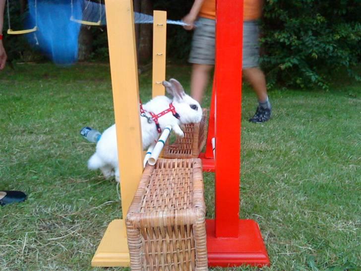 Kanin bounty<3 R.I.P:'( billede 2