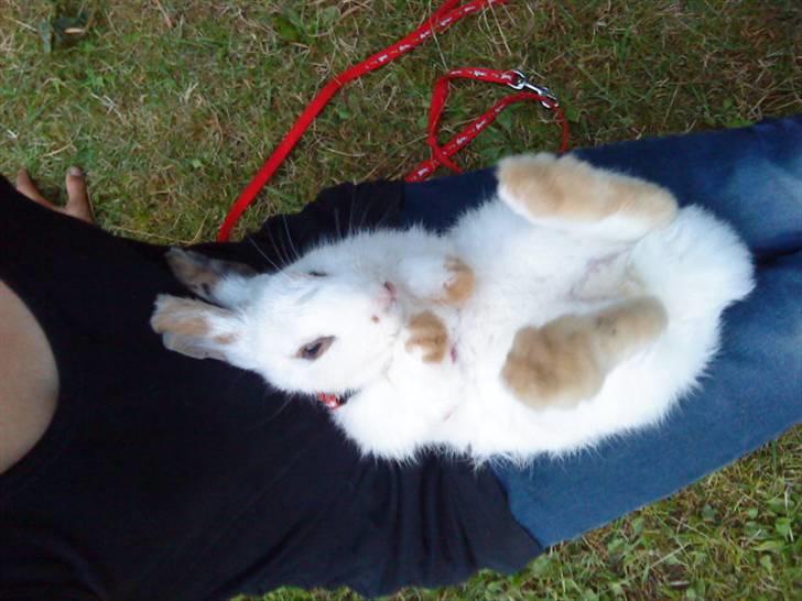 Kanin bounty<3 R.I.P:'( billede 3