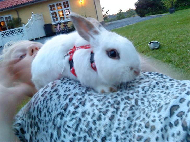 Kanin bounty<3 R.I.P:'( billede 4