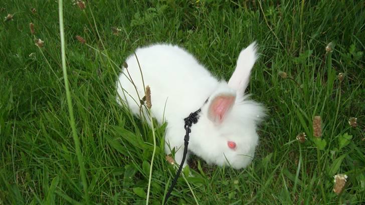 Kanin  angora kanin - Sneboldt  solgt billede 8