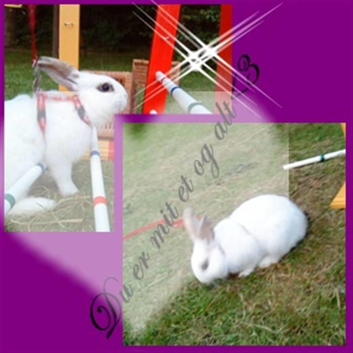 Kanin bounty<3 R.I.P:'( billede 6