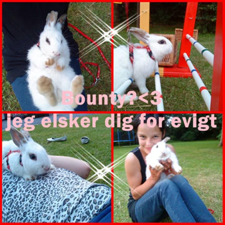 Kanin bounty<3 R.I.P:'( billede 7