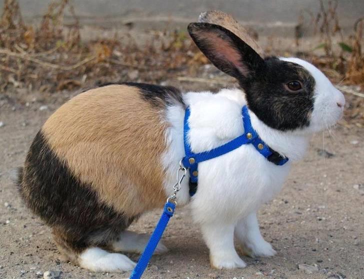 Kanin Mimrelunds Miso - RIP billede 1