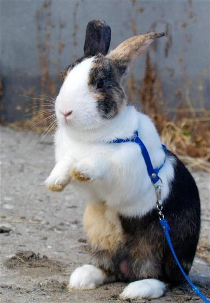 Kanin Mimrelunds Miso - RIP billede 2