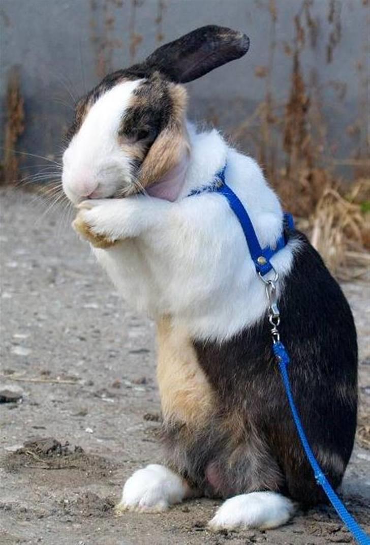 Kanin Mimrelunds Miso - RIP billede 3