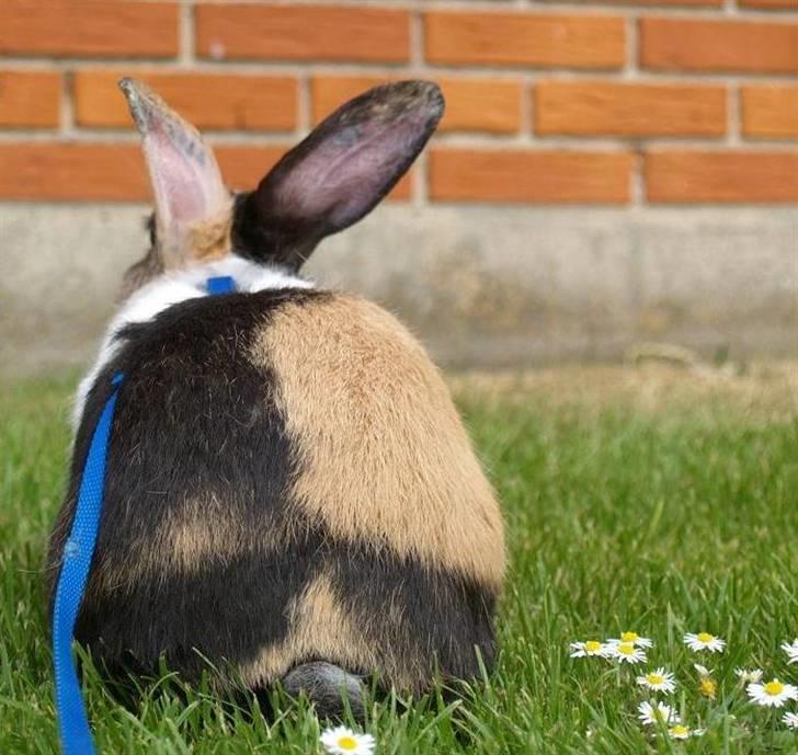 Kanin Mimrelunds Miso - RIP billede 4