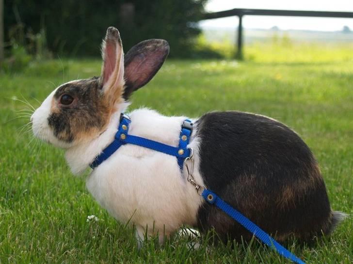 Kanin Mimrelunds Miso - RIP billede 5