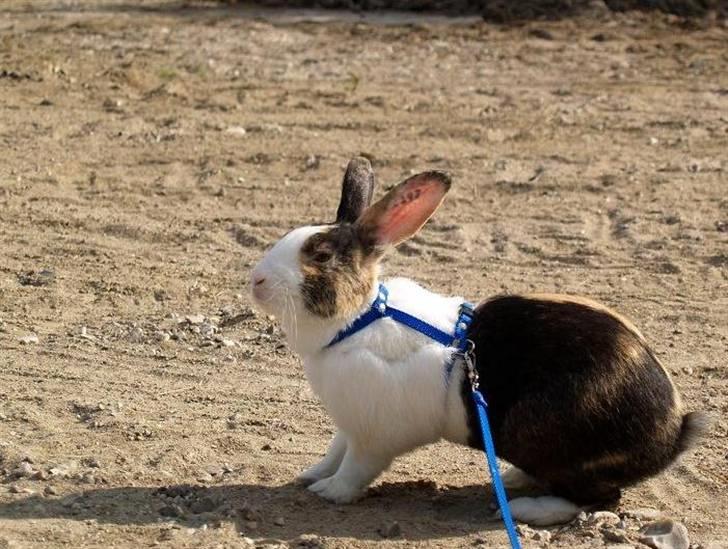 Kanin Mimrelunds Miso - RIP billede 6