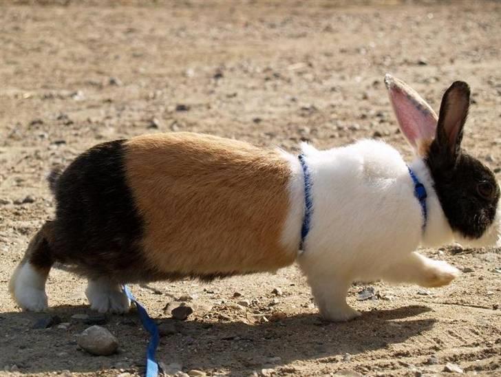 Kanin Mimrelunds Miso - RIP billede 7