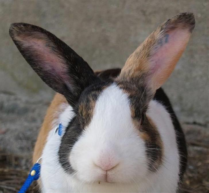 Kanin Mimrelunds Miso - RIP billede 8